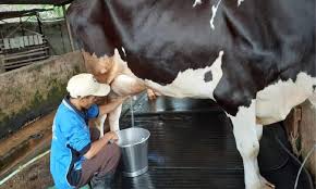 Inisiatif 1 Juta Sapi Perah: Langkah Indonesia Menuju Kedaulatan Pangan 2029